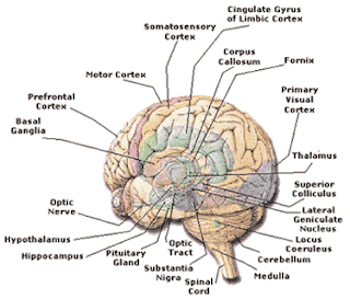 Awesome Anatomy: Human Brain