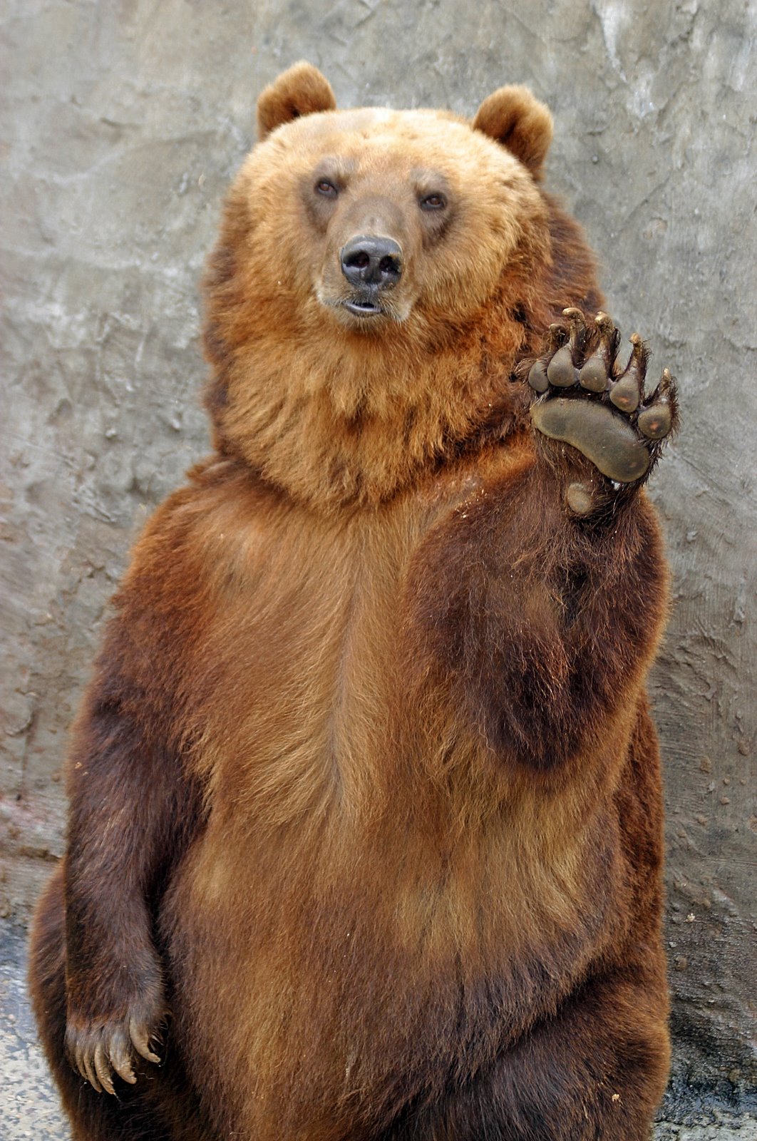 [bearbyebye.jpg]