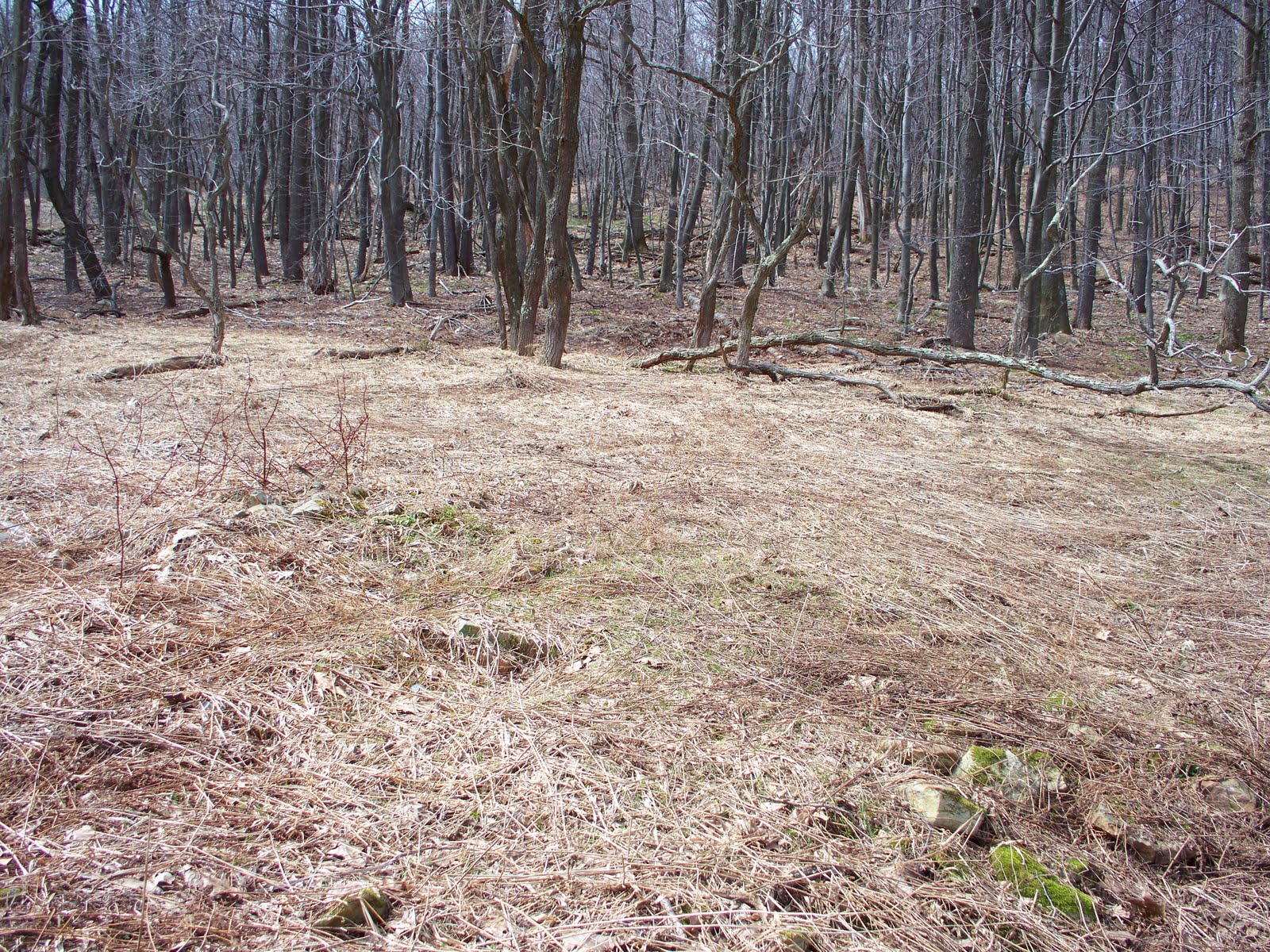 Laurel Hill Settlement Brown's Farm These are from the Lower Section