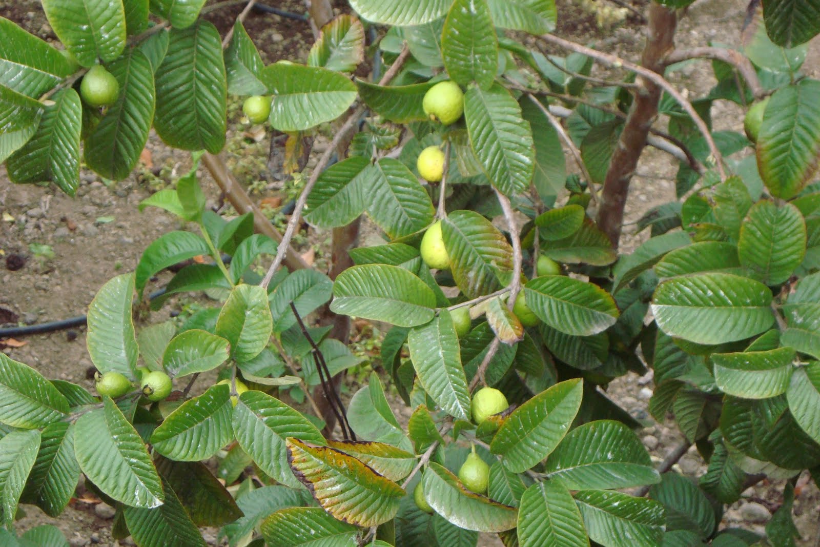 LA FINCA DE ARMINDO: guayabos