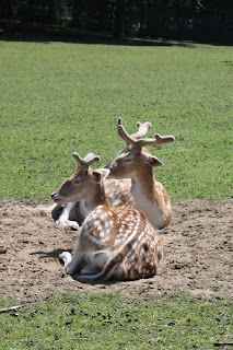 Hirsche im Tannenbusch Dormagen Hirsche im Tannenbusch Dormagen