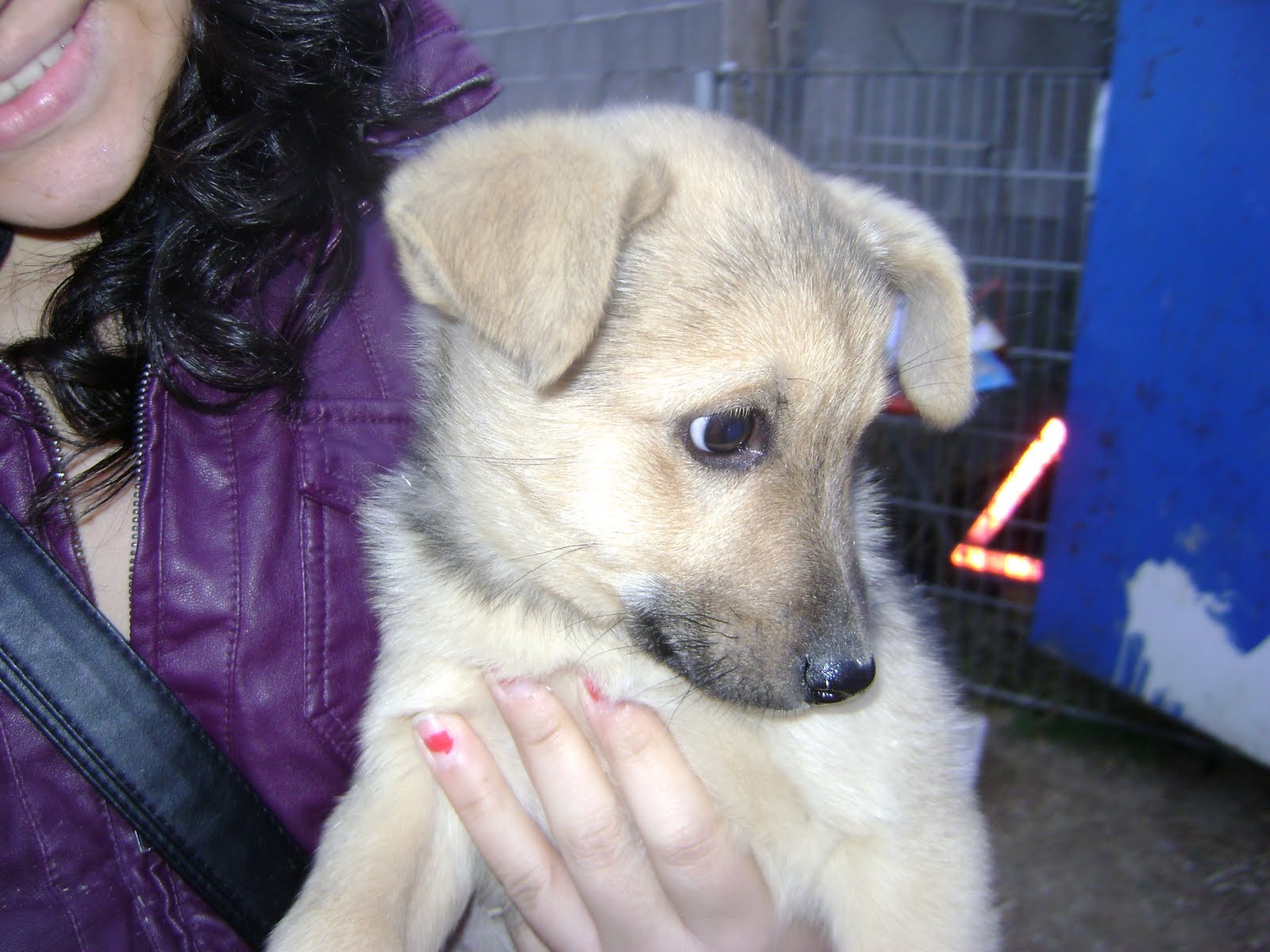 PROTECTORA D'ANIMALS LYDIA ARGILÉS DE VELILLA DE CINCA A BINEFAR