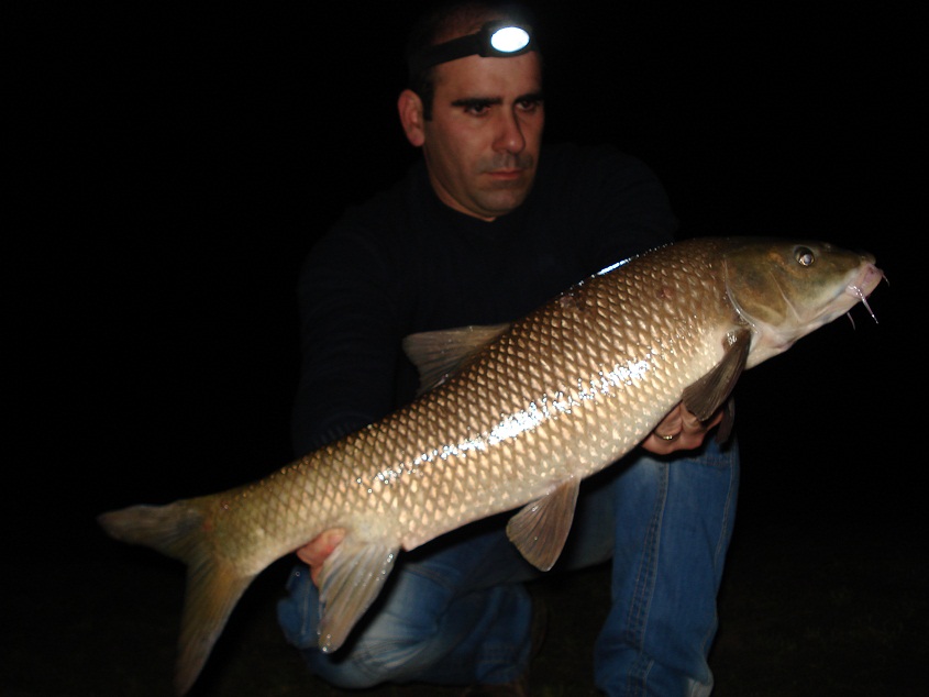 25 Janeiro 2011... 3 barbos em 15 minutos...  Boilies Sushi Imperial Pelzer