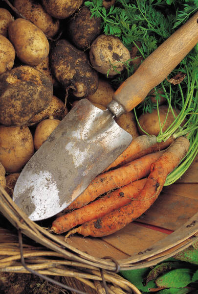 we-don-t-eat-anything-with-a-face-vegetarian-food-on-a-budget-meal