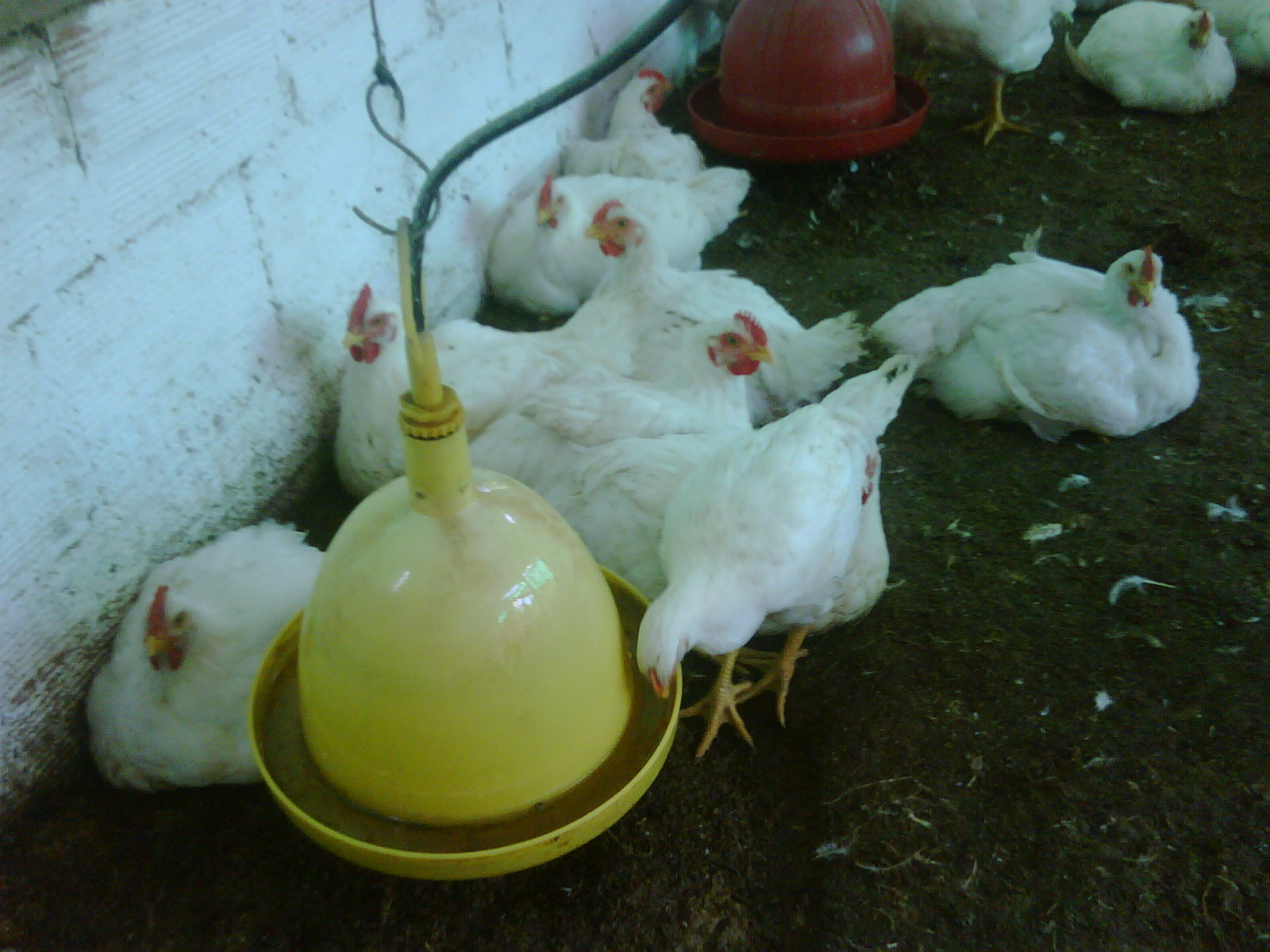GRANJA EL EDÉN Pollo Gigante