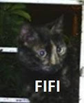 FIFI