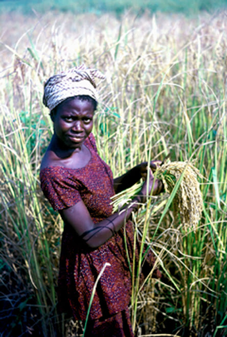 chopping rice in Kenema