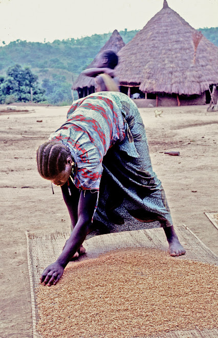 drying rice at Sokurella (Northern Province)