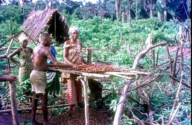 processing palm nuts near Vaama (Nongowa)
