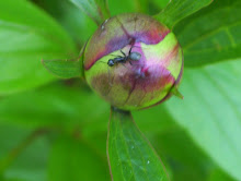 Another  Ant on a Another Peony