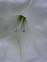 The Inside of a MoonFlower with Bug