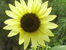 An Ornamental Sunflower