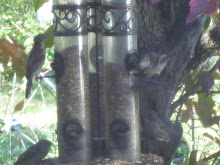 A Very Busy Day at The Bird Feeder