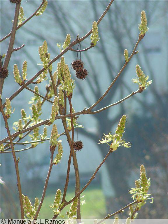 [liquidambar+0703-7.jpg]