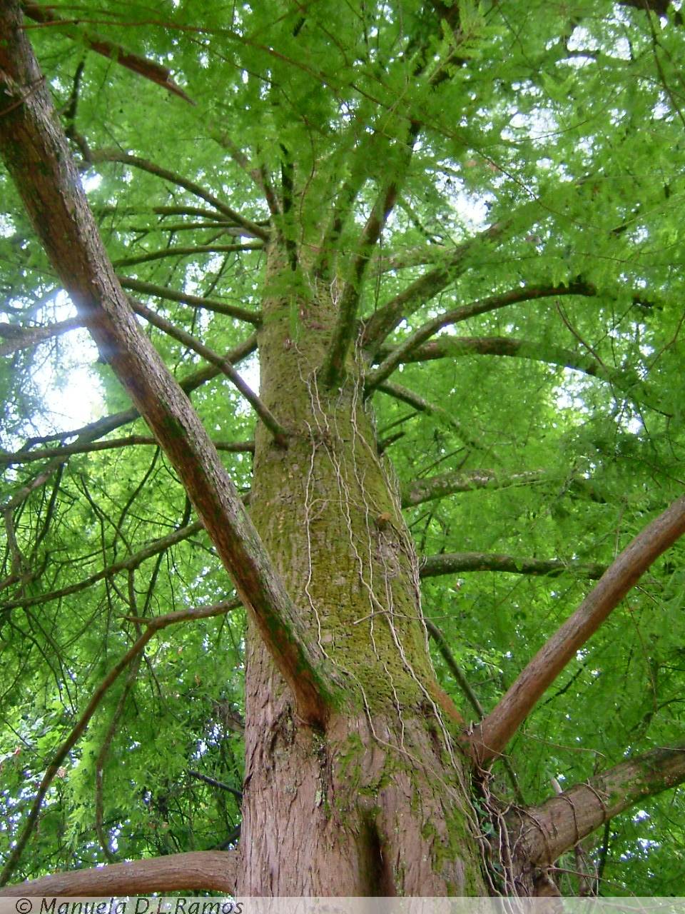 [Taxodium-Aveleda+0408-1.jpg]