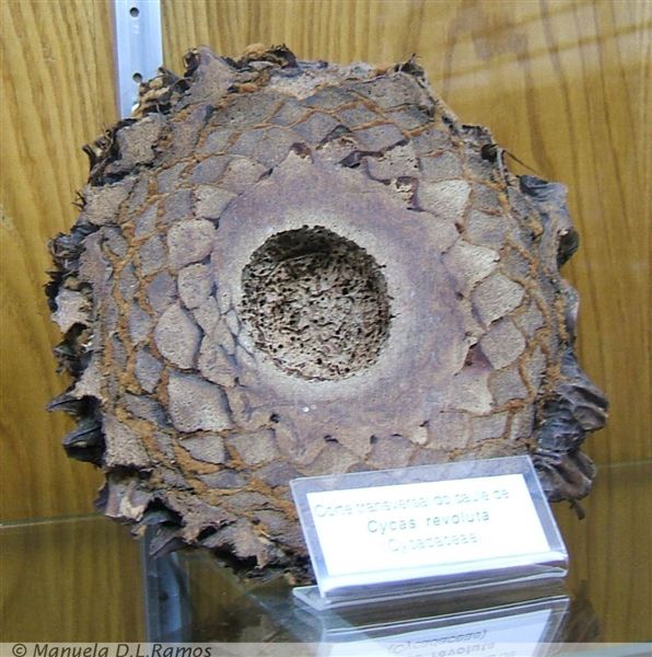 [Cycas+revoluta-museu-botanico.jpg]