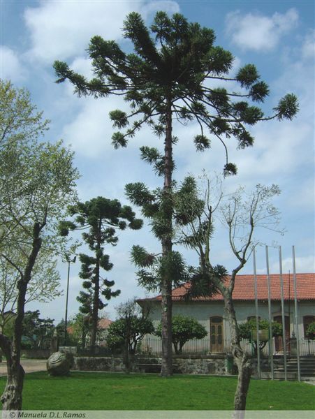 [Araucaria-Brasil-Ceide.jpg]