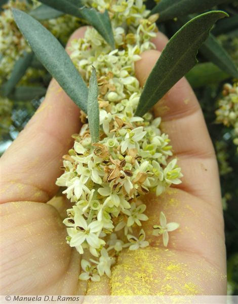 [oliveira-flor-0706-1.jpg]