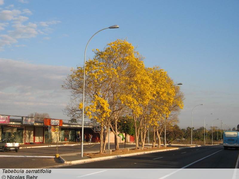 [Tabebuia.serratifolia1.jpg]