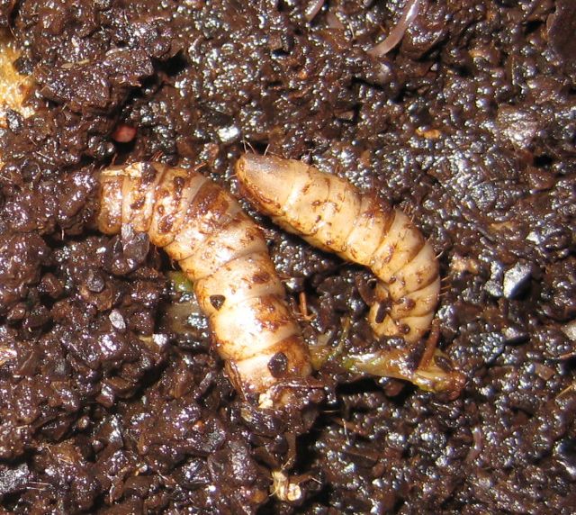 The Farmer Fred® Rant What Are Those Bugs In My Compost