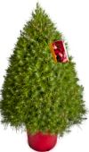 The Farmer Fred® Rant: Choosing Living Christmas Trees