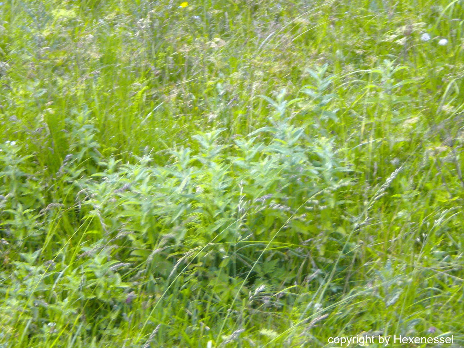 hexen heiler kräuter katzen und leben im Einklang mit der Natur Salbei Mutter Schützerin