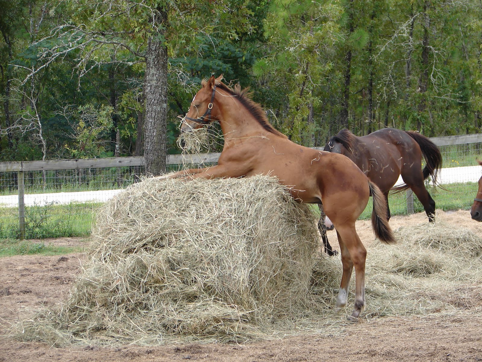 Horse Circle: July 2010