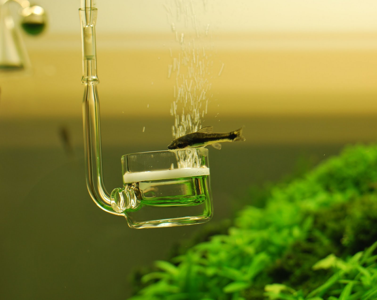 аквариум 2. углекислый газ для аквариума. аквариумные растения углекислый газ. диффузор со2 для аквариума. ротала жемчужная, подводная форма (одиночное растение).