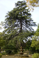 Sabiduría de muchos años