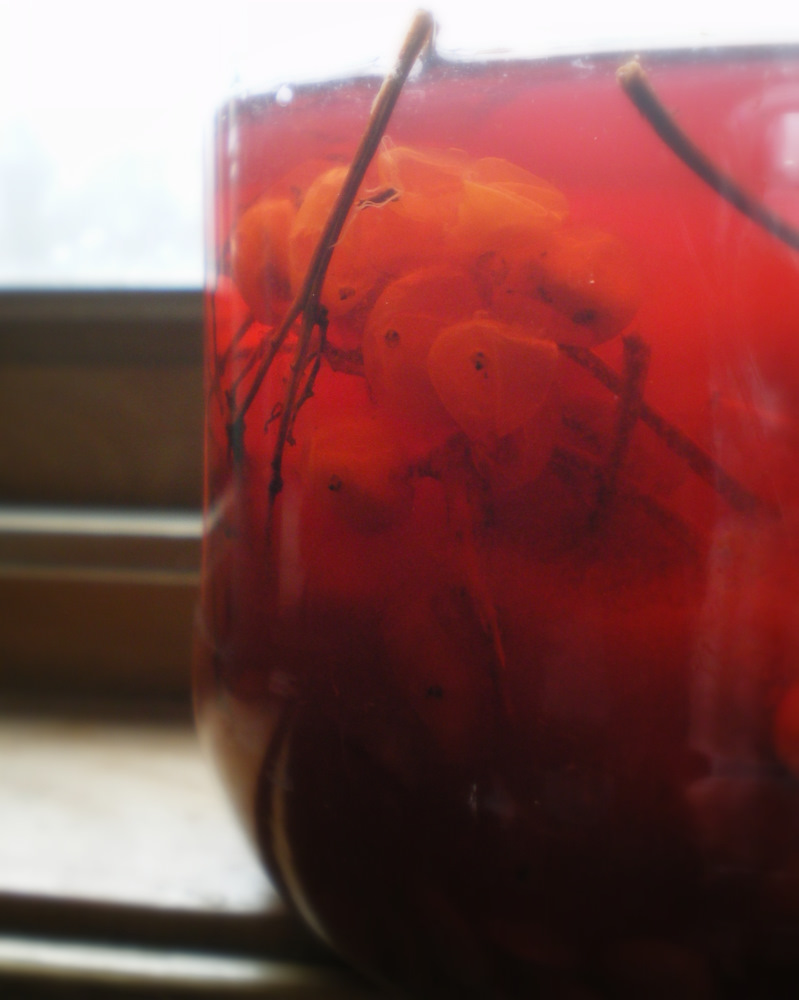 lil fish studios Dyeing With Viburnum Trilobum Highbush Cranberry