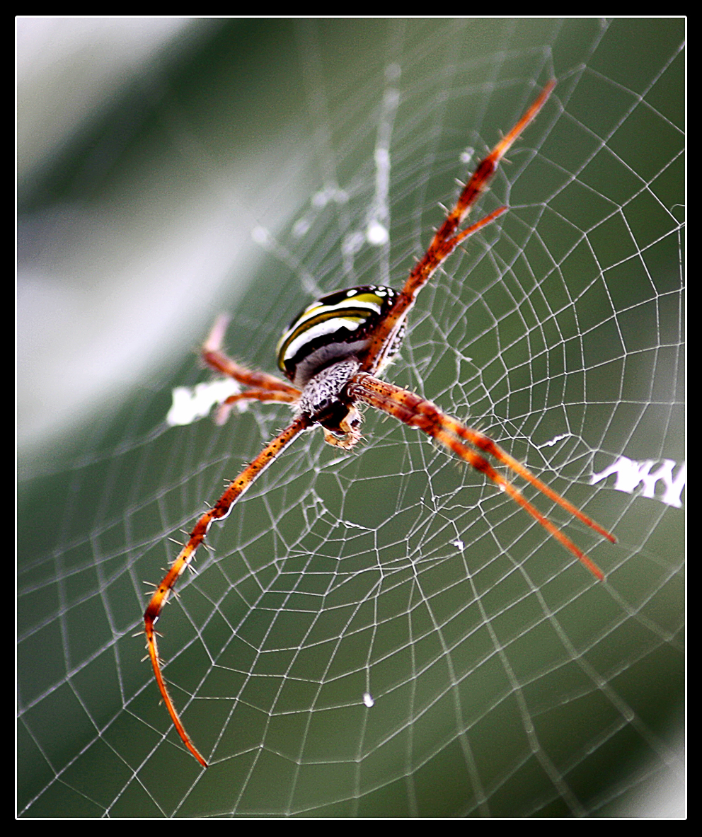 Hakeem Photography: Golden Garden Spider-Argiope aurantia