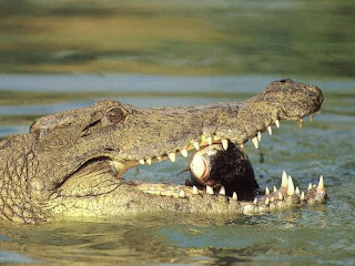 34+ Asian Saltwater Crocodile Size Comparison Images