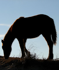 Wild Pony - Corova NC