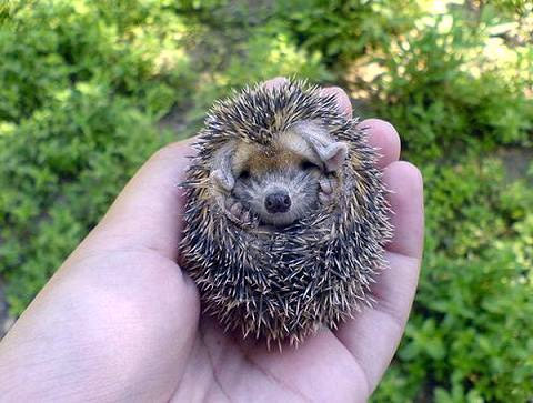 Igel3.jpg