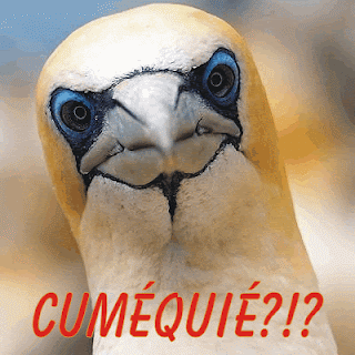 Resultado de imagem para AGORA DANOU-SE