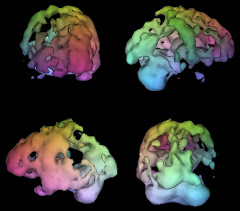 Brain of Caffeine