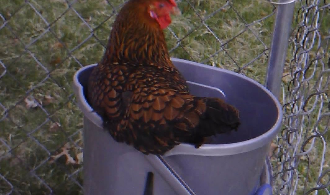 A Chicken in Every Pot
