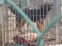 Relación de algunas de las perreras atroces en España (enlace)