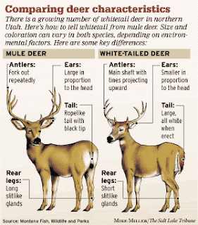 deer utah impacts