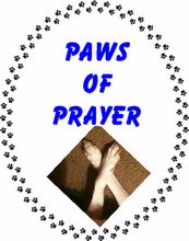 Paws of prayer for all our furiends in need