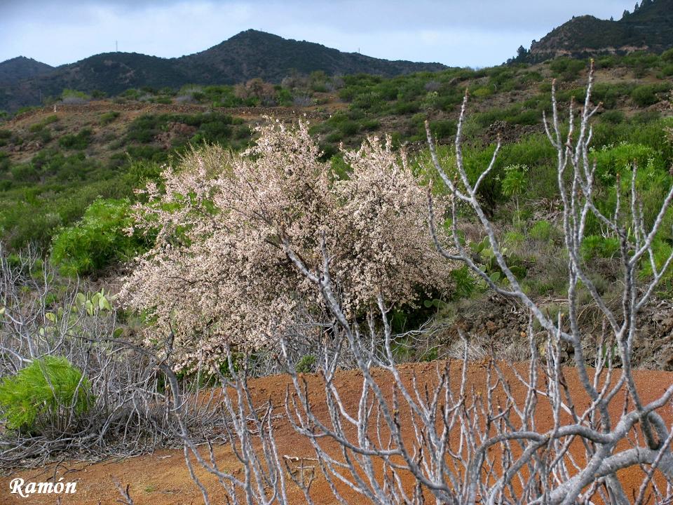 NUESTRA ISLA TENERIFE LA RUTA DE LOS ALMENDROS EN FLOR (Santiago del NUESTRA ISLA TENERIFE LA RUTA DE LOS ALMENDROS EN FLOR (Santiago del