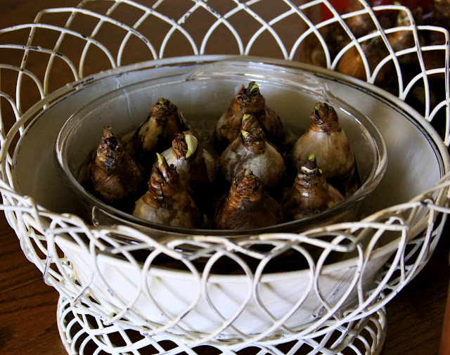 Homestead Revival Simple Christmas Forcing Narcissus Bulbs