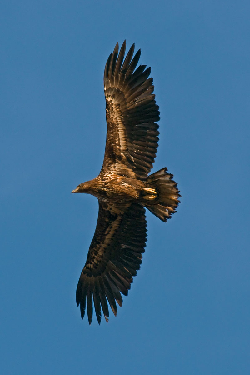UK400ClubRareBirdAlert: WHITE-TAILED SEA EAGLE continues in Hampshire