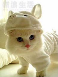 my cat