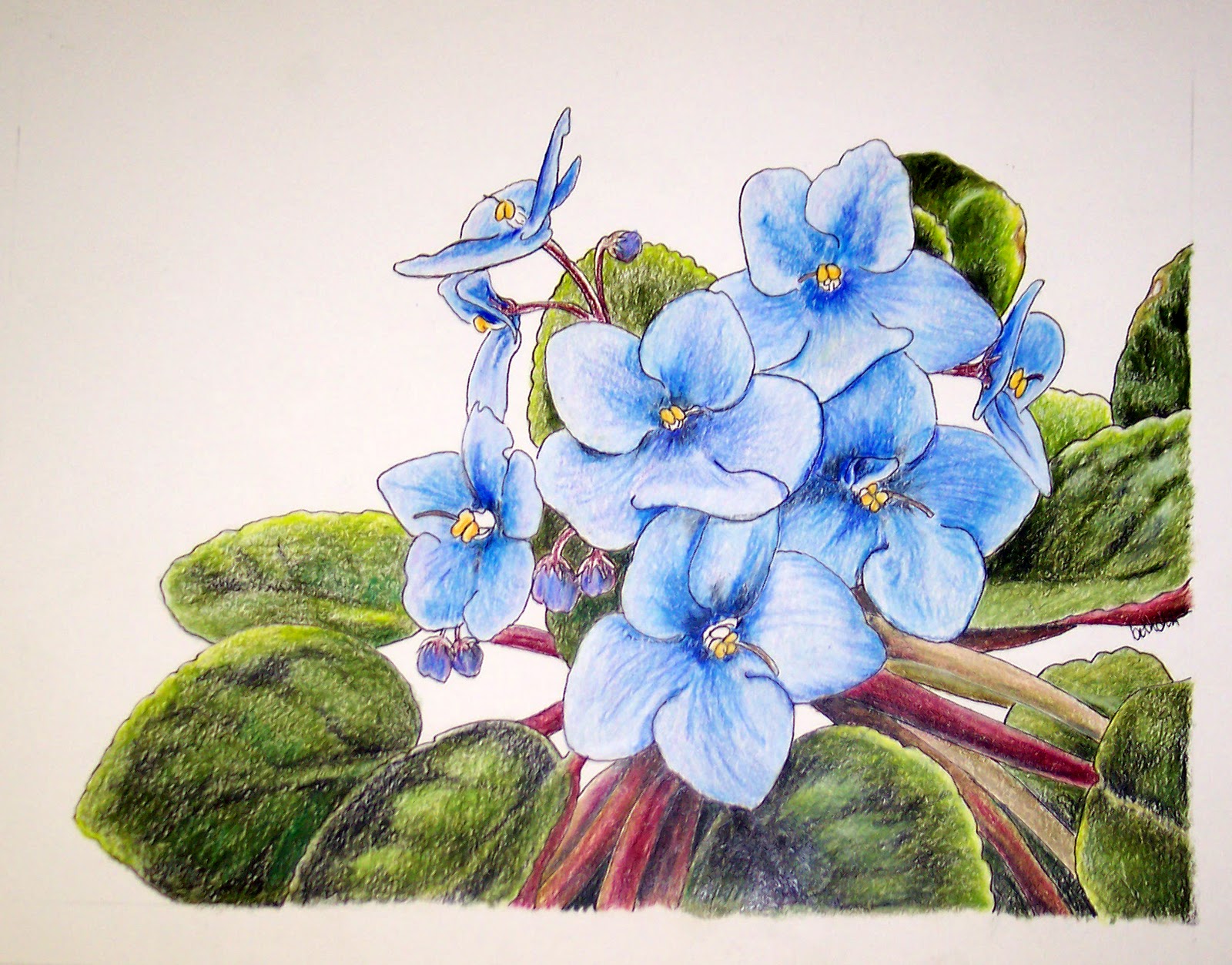 Beth Dix Art...embroidery and quilting!: African Violets in Colored Pencil