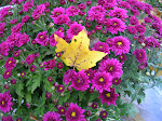 Yard flowers