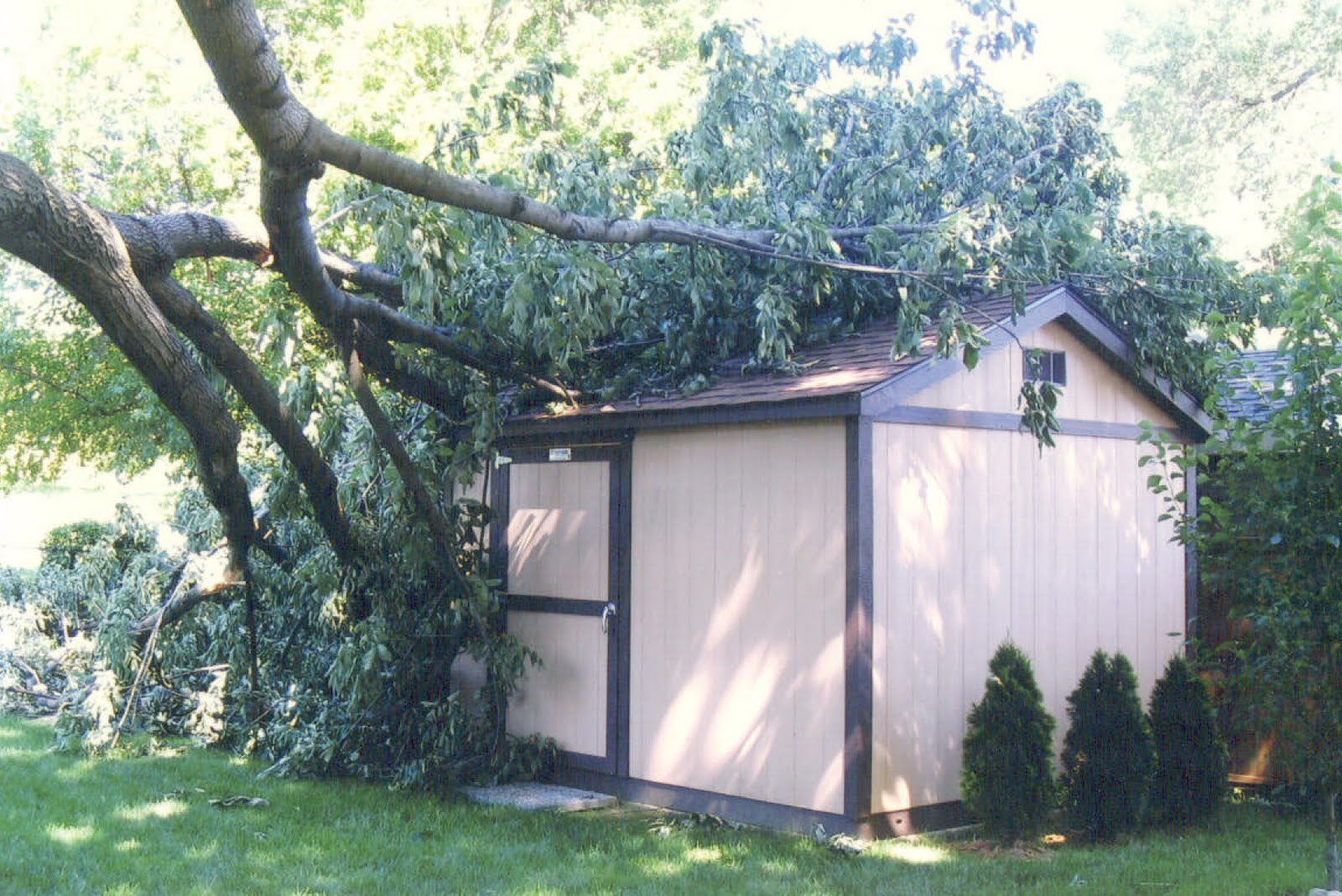Tuff Shed Newsletter CHECK THIS OUT Tree vs. Shed