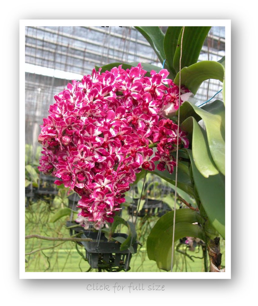 Rhynchostylis gigantea (Lindl.) Ridl. Orchid Plant Orchid Plants and