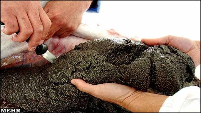 Juicy Jemma Would You Still Eat Caviar 