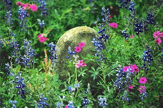 Bluebonnets and Wild Phlox in the Hugh Wilson Cemetery, Tanglewood, Lee County, Texas :: Photo by BeNotForgot